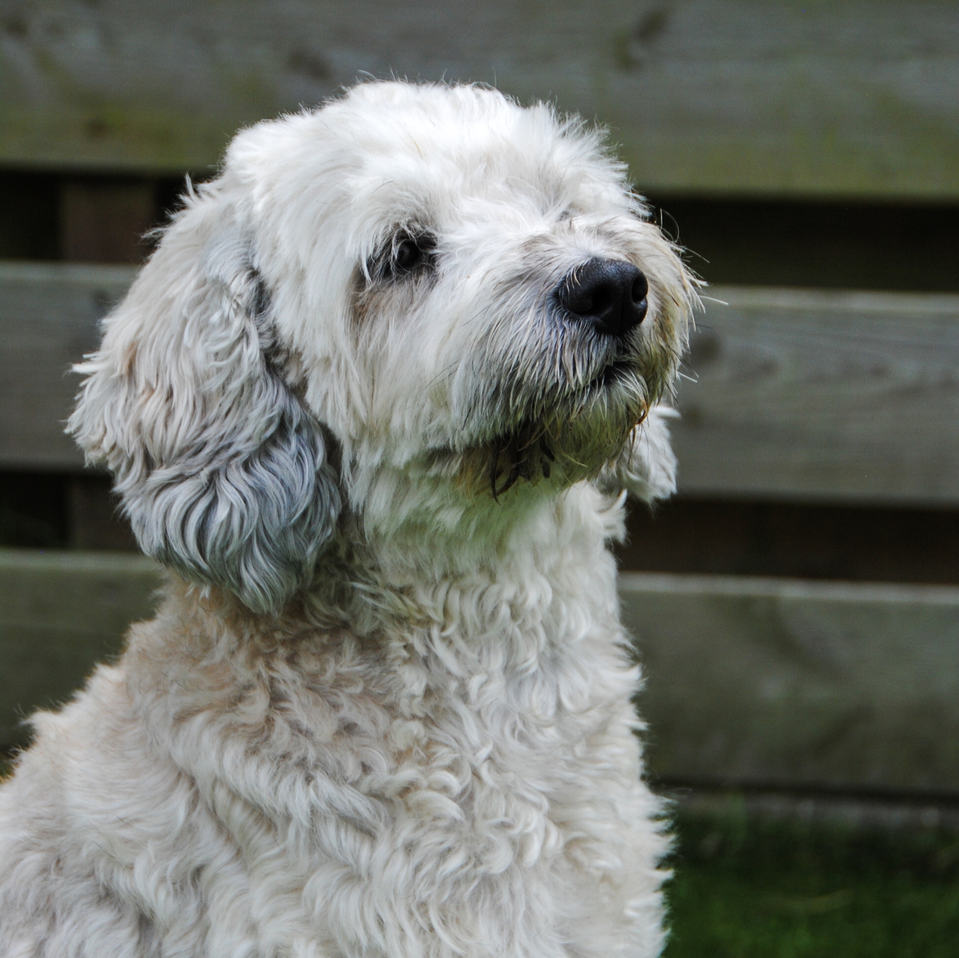 Caela witte Labradoodle