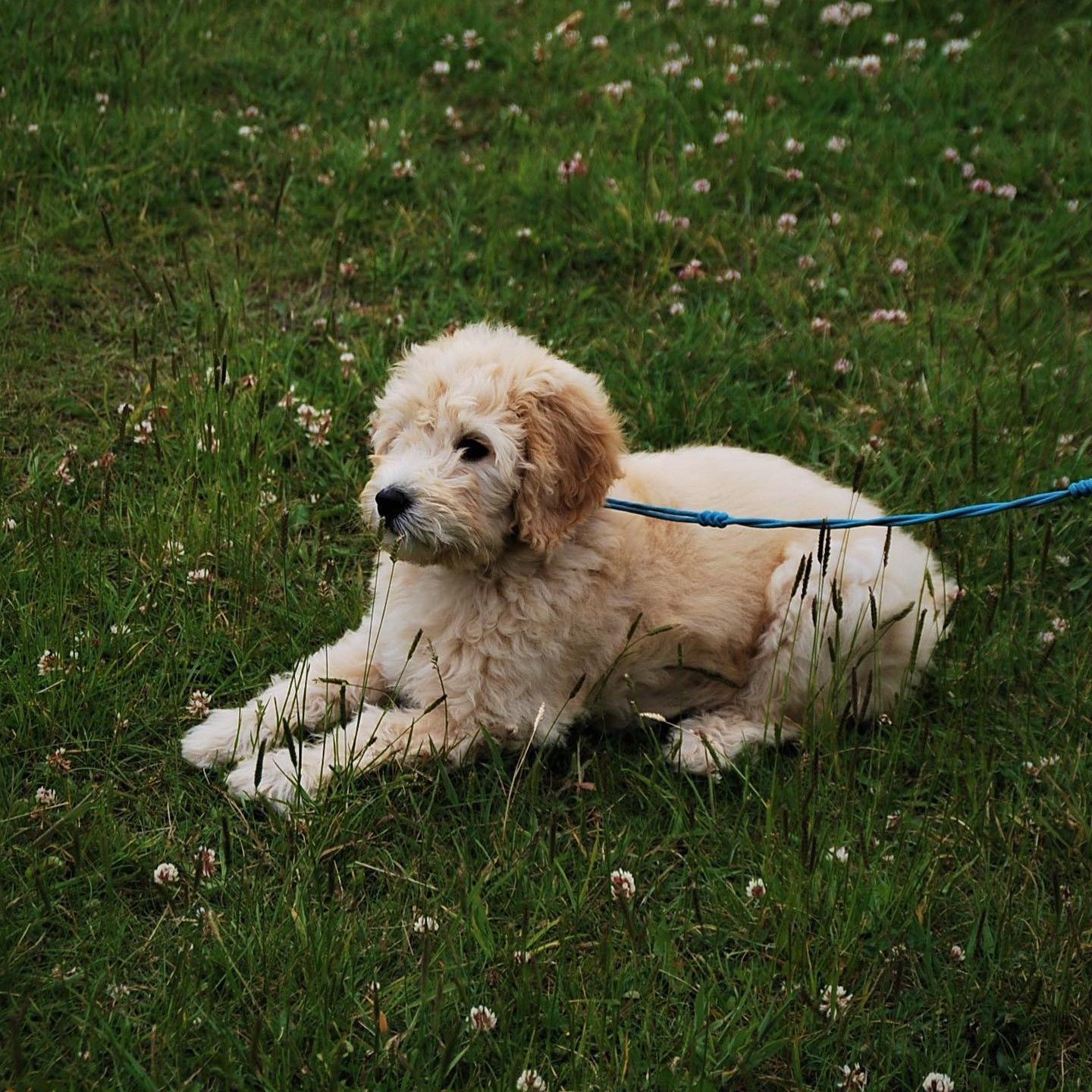 Daily blonde curly/fleece labradoodle