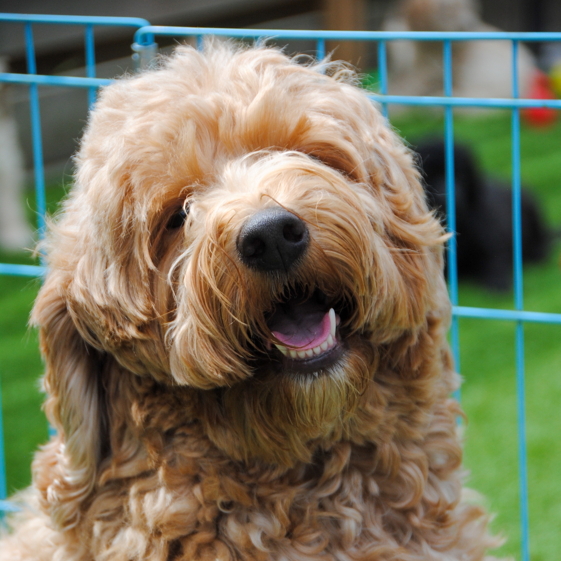 Haley abrikoos/rode fleece labradoodle