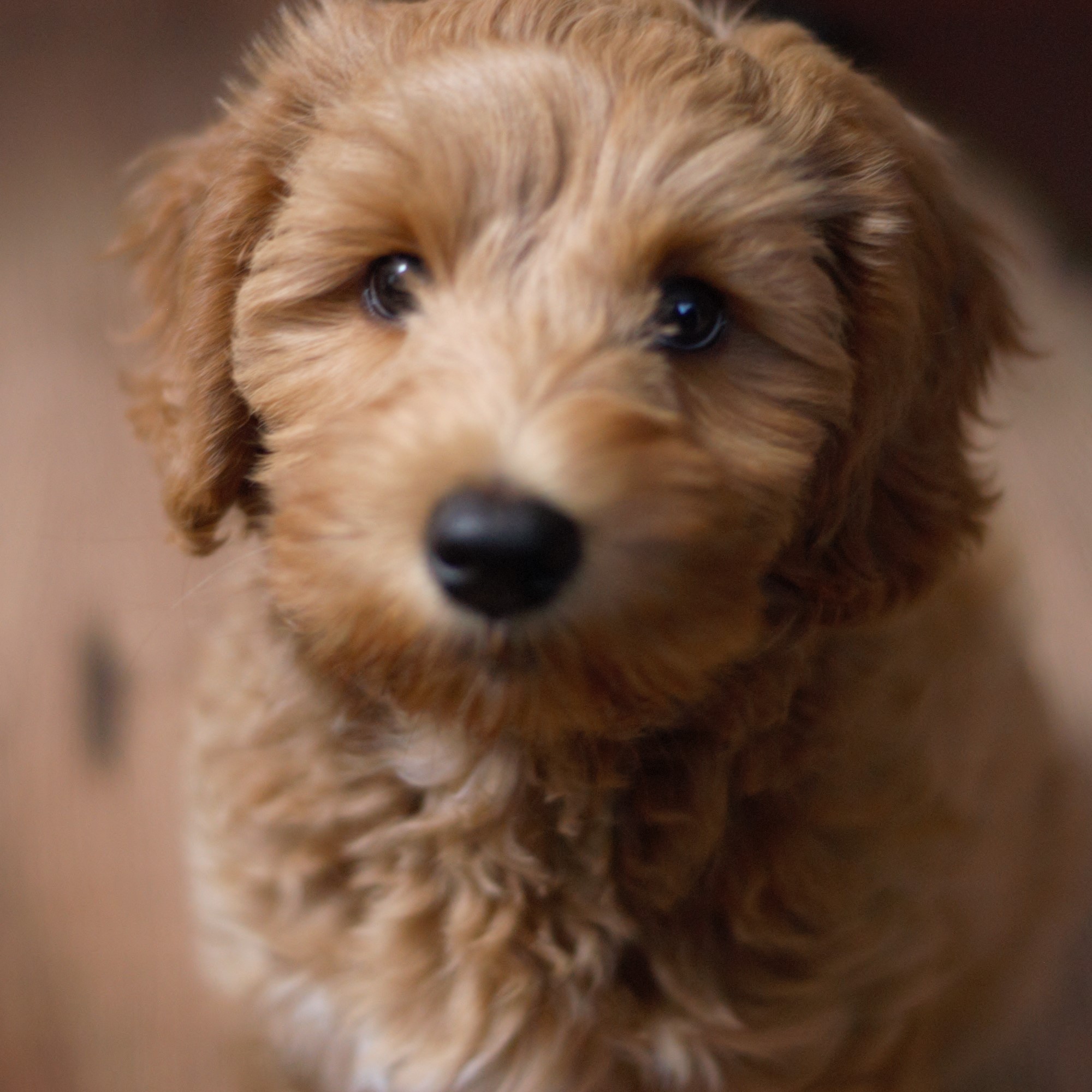 Meau rode fleece labradoodle