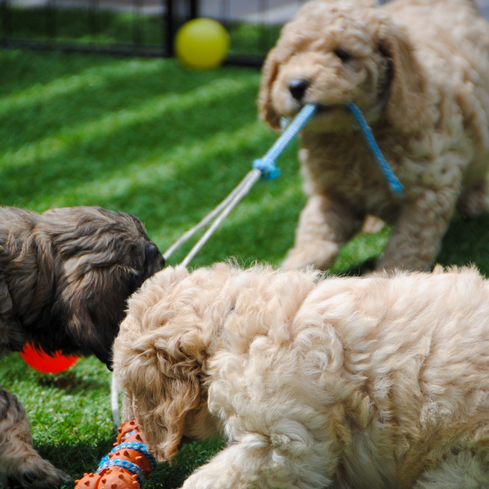 Pups aan het spelen