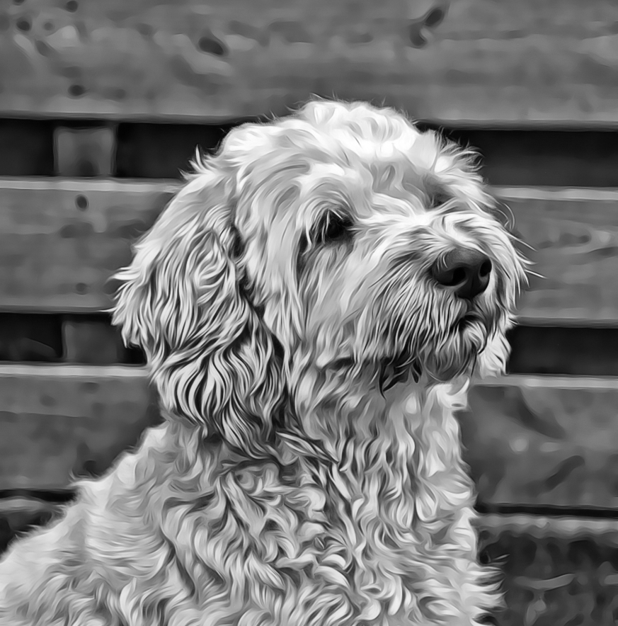 Caela labradoodle