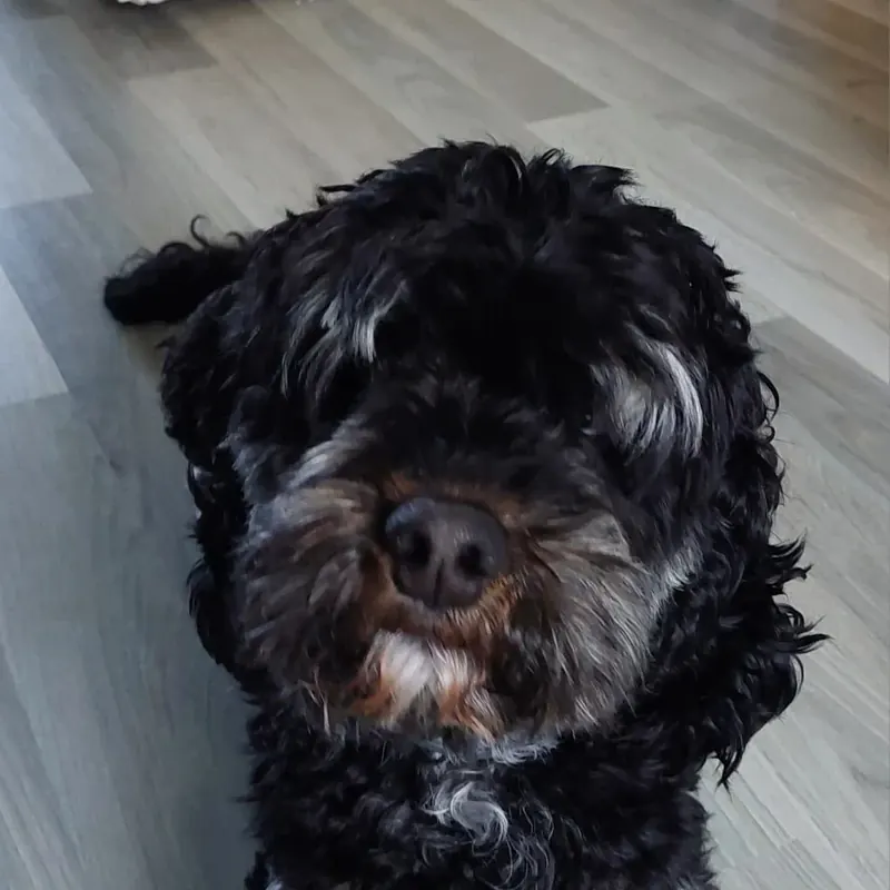 Bodhi, zwarte cockapoo