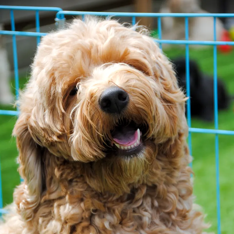 Haley, abrikoos/rode labradoodle