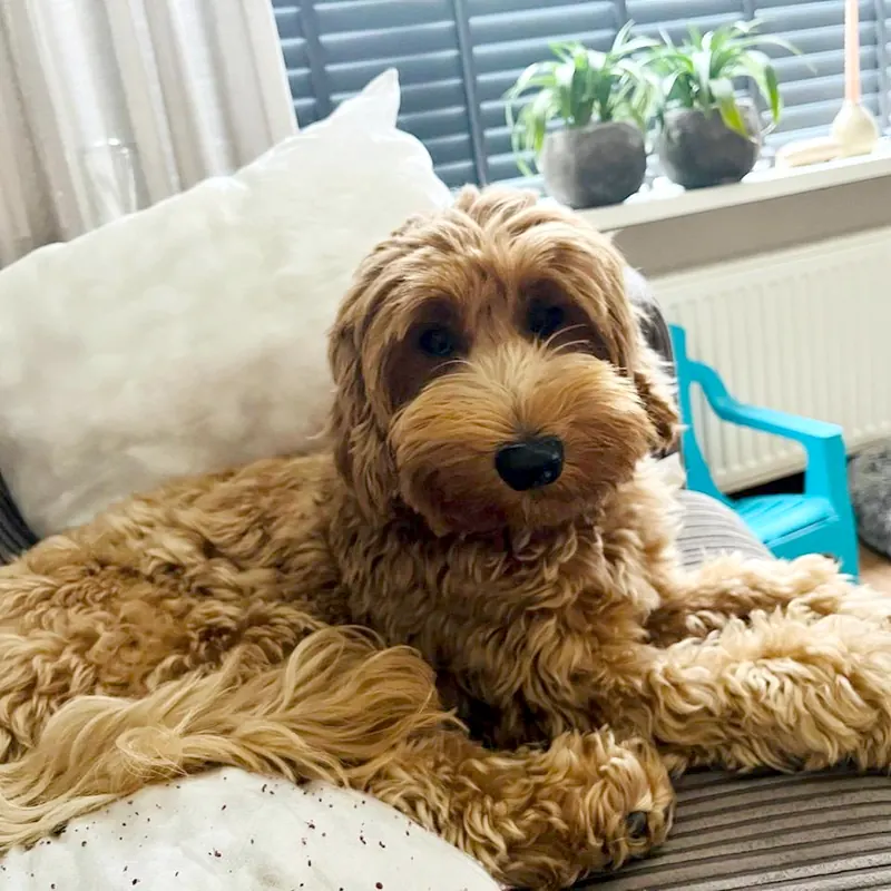 Meau, rode labradoodle