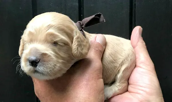 Blonde pup met een bruin lintje in twee handen