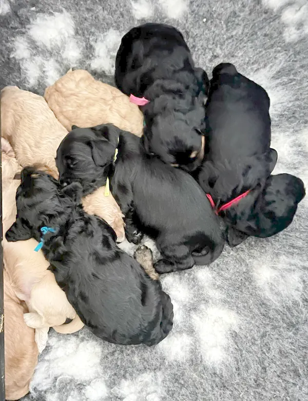 Een nest zwarte en blonde pups slaapt samen op een kleed